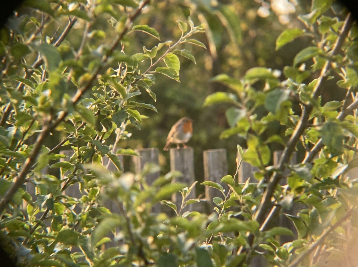 Small bird perched on a far fence behind garden branches